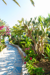 Obraz premium Pink flowers in Kavros village,Crete,Greece.