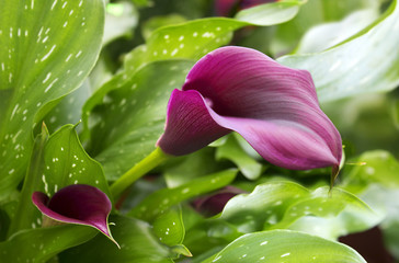 purple calla lily with many leaves