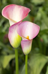 pink calla lily with many leaves © irisphoto1