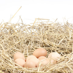 brown chicken eggs in a straw nest
