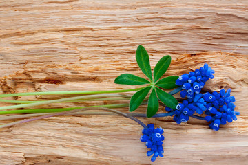 blue flower on wood background