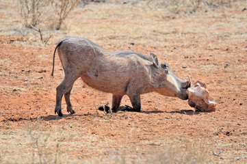 Warthog licking salt block