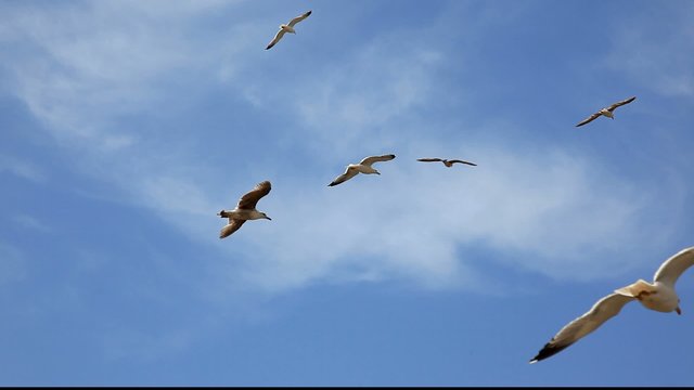 Flock of seagulls fly overhead over a blue sky