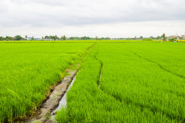 Fototapeta na wymiar The lush paddy fields of agriculture, Thailand.