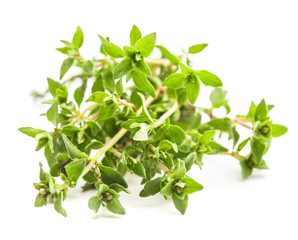 thyme isolated