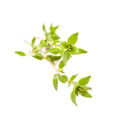 thyme isolated