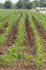 Fototapeta na wymiar field planted with maize