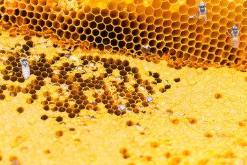 Honeycomb with open and close cells