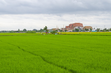 Obraz premium The lush paddy fields of agriculture, Thailand.