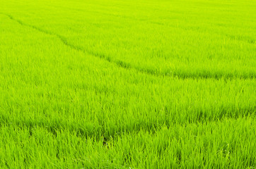 The lush paddy fields of agriculture, Thailand.