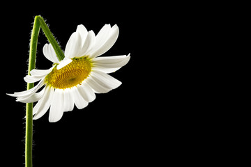 Beautiful fresh white summer daisy