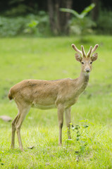 Naklejka na ściany i meble Eld's Deer in the field of natural site at Huai Kha Khaeng Wildlife Sanctuary, Thailand