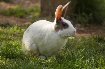 Naklejka premium White Rabbit