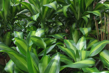 foliage plants
