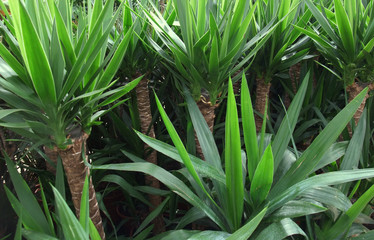 Obraz premium foliage plants