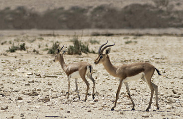 Dorcas Gazelle in Israeli nature reserve