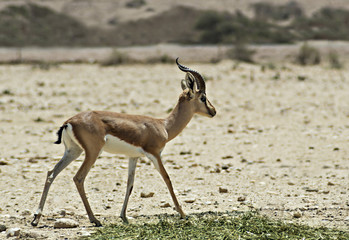 Dorcas Gazelle in Israeli nature reserve