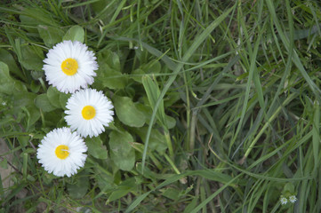 daisies