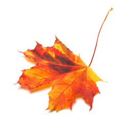 Autumn yellowed maple-leaf