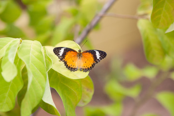 Butterfly on leaves