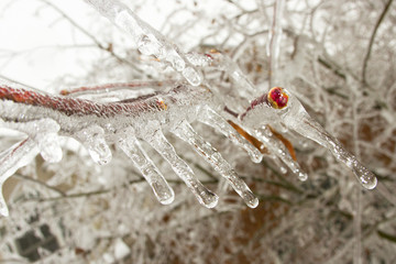 Frozen Bud