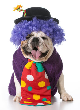 silly dog