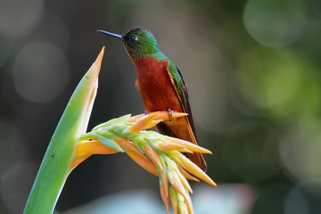 Chestnut-breasted Coronet hummingbird