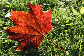 Ahornblatt im Herbst