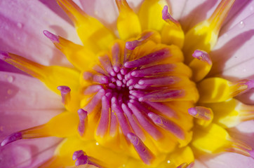 Photo of fresh lotus Beauty in nature