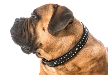 bullmastiff portrait