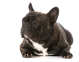 french bulldog