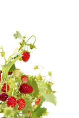 strawberry  little berry