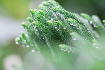 Norfolk island pine leaf after rain with droplets