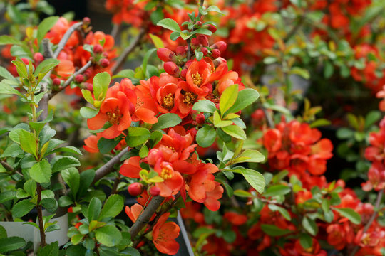 Blooming Chaenomeles japonica Sargentii