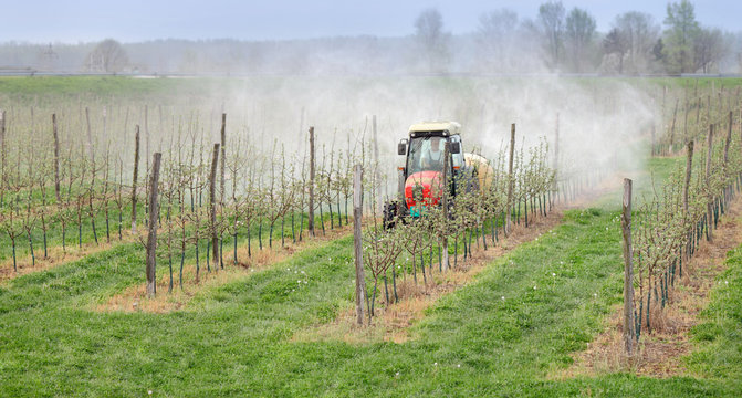 Tractor sprays  insecticide or fungicide in apple orchard