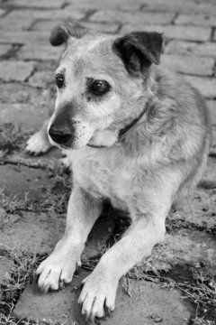 Old sick sad mix breed dog  monochrome photo