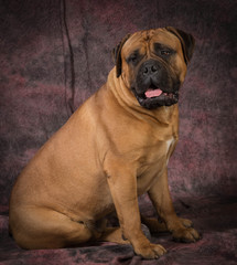 bullmastiff sitting