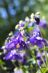 Blue Aquilegia flowers closeup