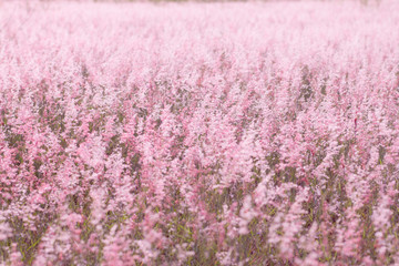 Panele Szklane Podświetlane  Różowe pole, różowa łąka