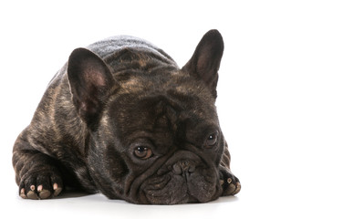 french bulldog