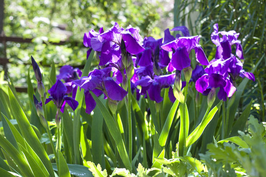 Violet iris flowers on flowerbed