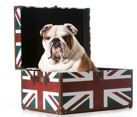 english bulldog