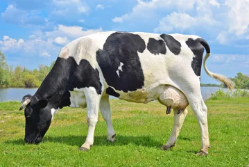 Photo sur Aluminium Vache Vache sur un pâturage de printemps, région de Kiev