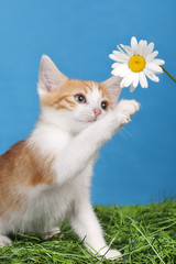 Kätzchen mit Blüte