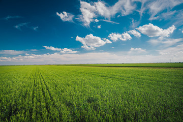 Obraz premium Wheat field against blue sky with white clouds