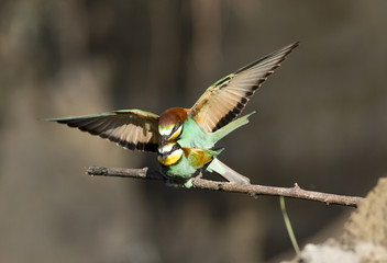 Bee-eaters mating