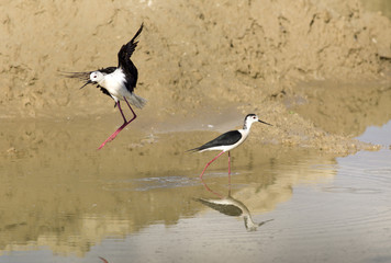 Black Winged Stilts