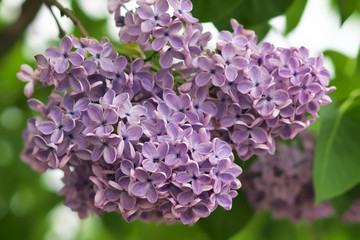 Branch of purple lilac flowers with the leaves