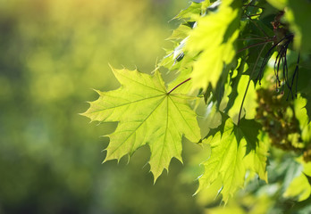 Spring leaf. Composition of nature. Maple leaves