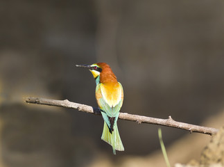 Bee-eater